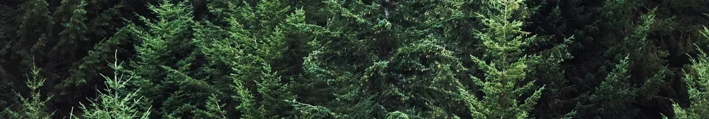 Une forêt dense de conifères aux branches vertes et feuillues s'étend sous une lumière naturelle